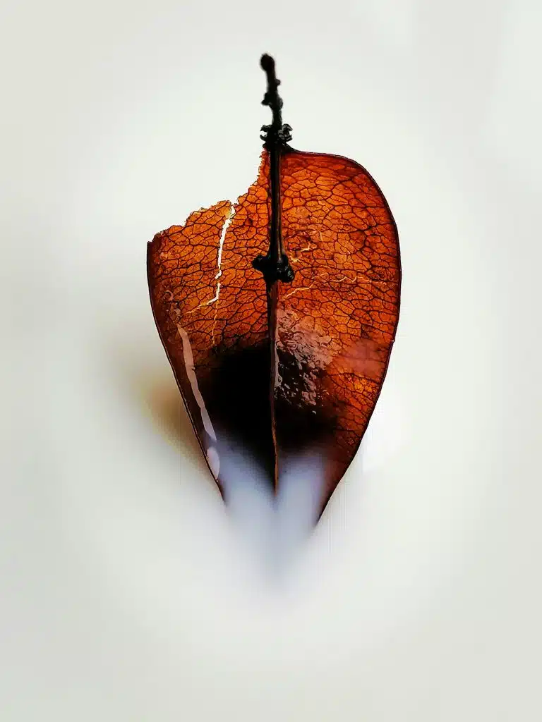 Feuille qui baigne dans du lait