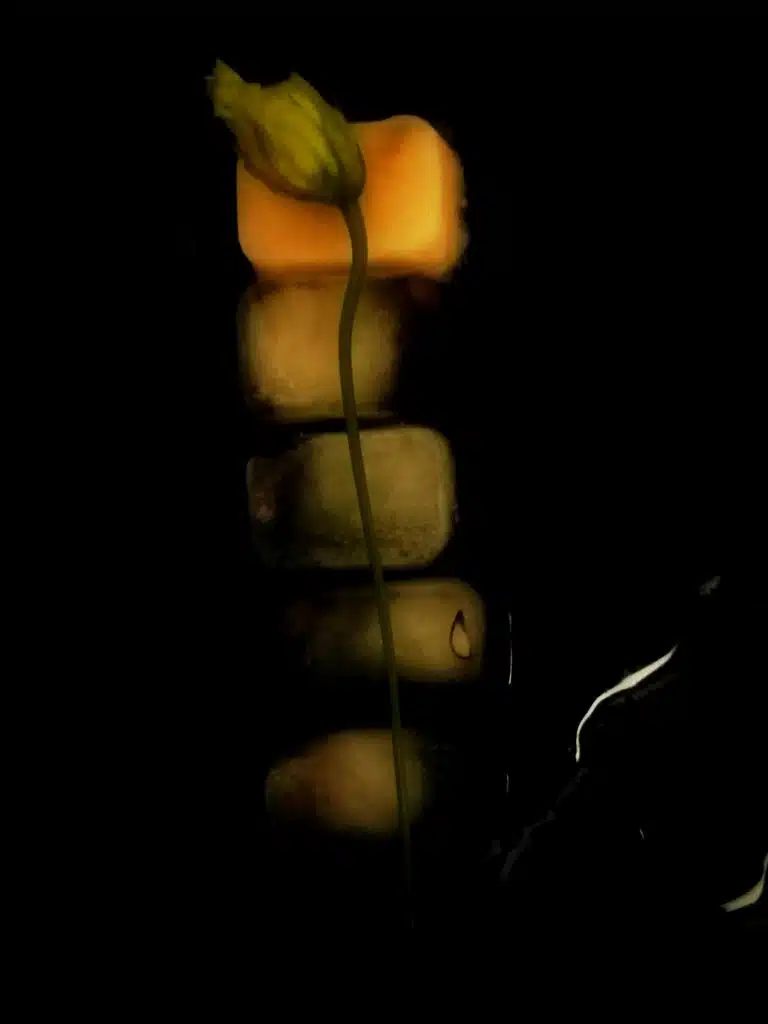 une fleur posée sur des glaçons