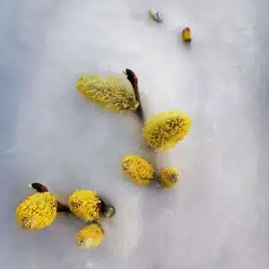 bourgeon jaune frozen
