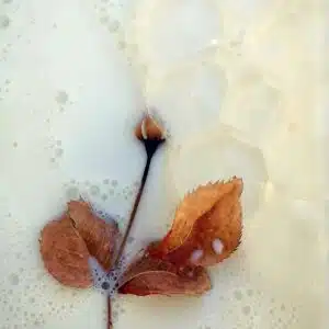 bouton de rose laiteux et ses bulles