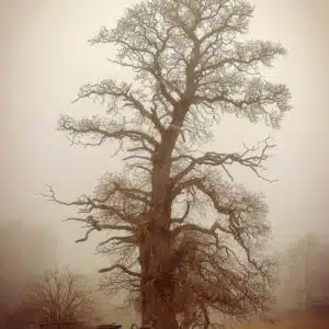 châtaignier dans la brume