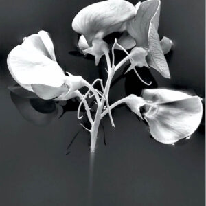 pois de senteur et encre noire