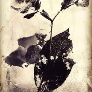 eglantine frozen