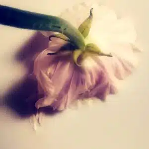 fleur lactée