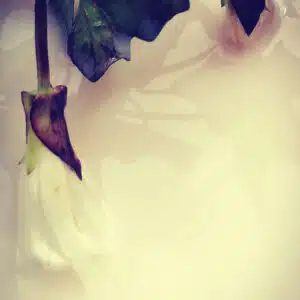 fleur laiteuse 20x30