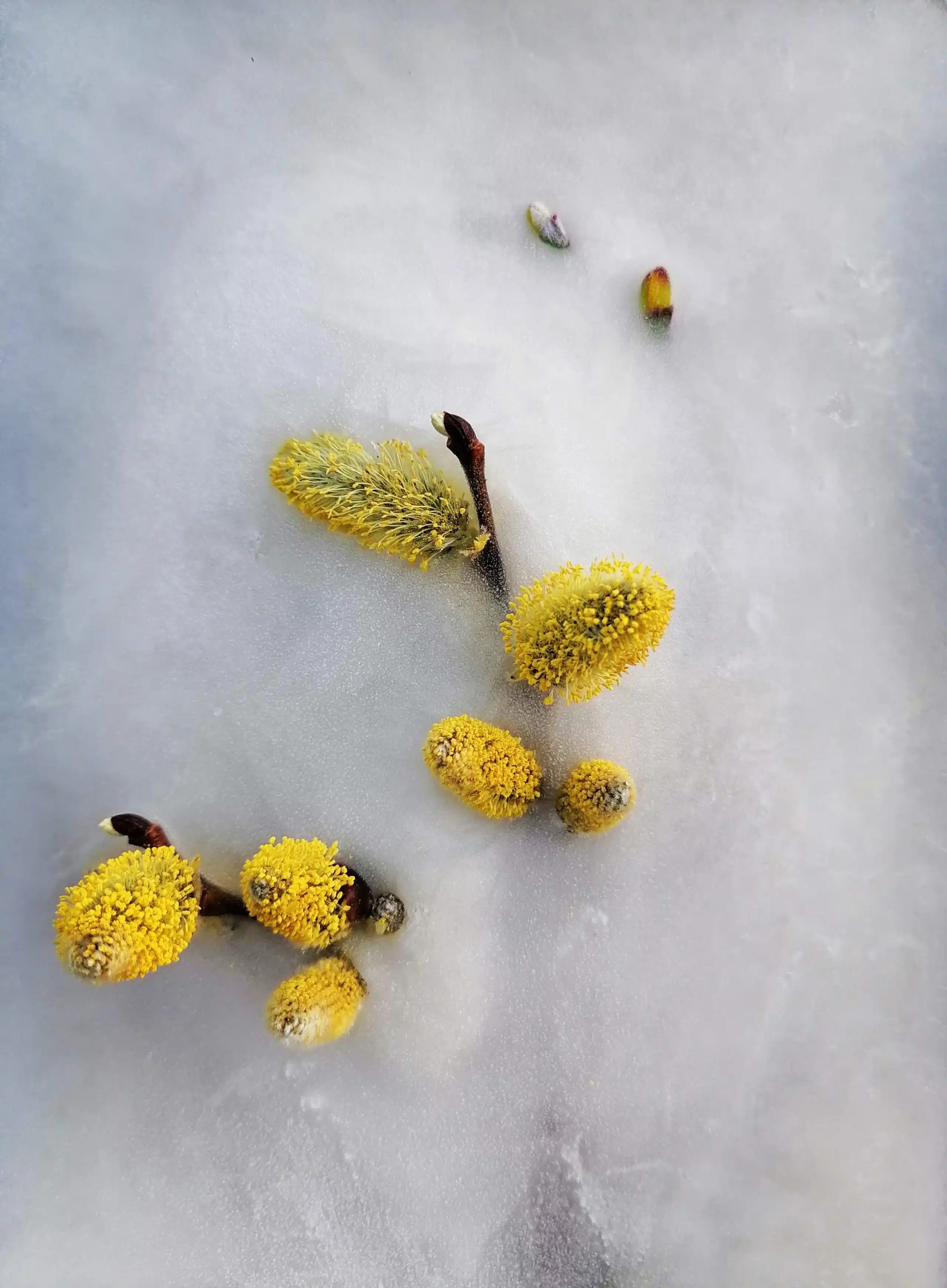 bourgeons jaunes frozen compresse