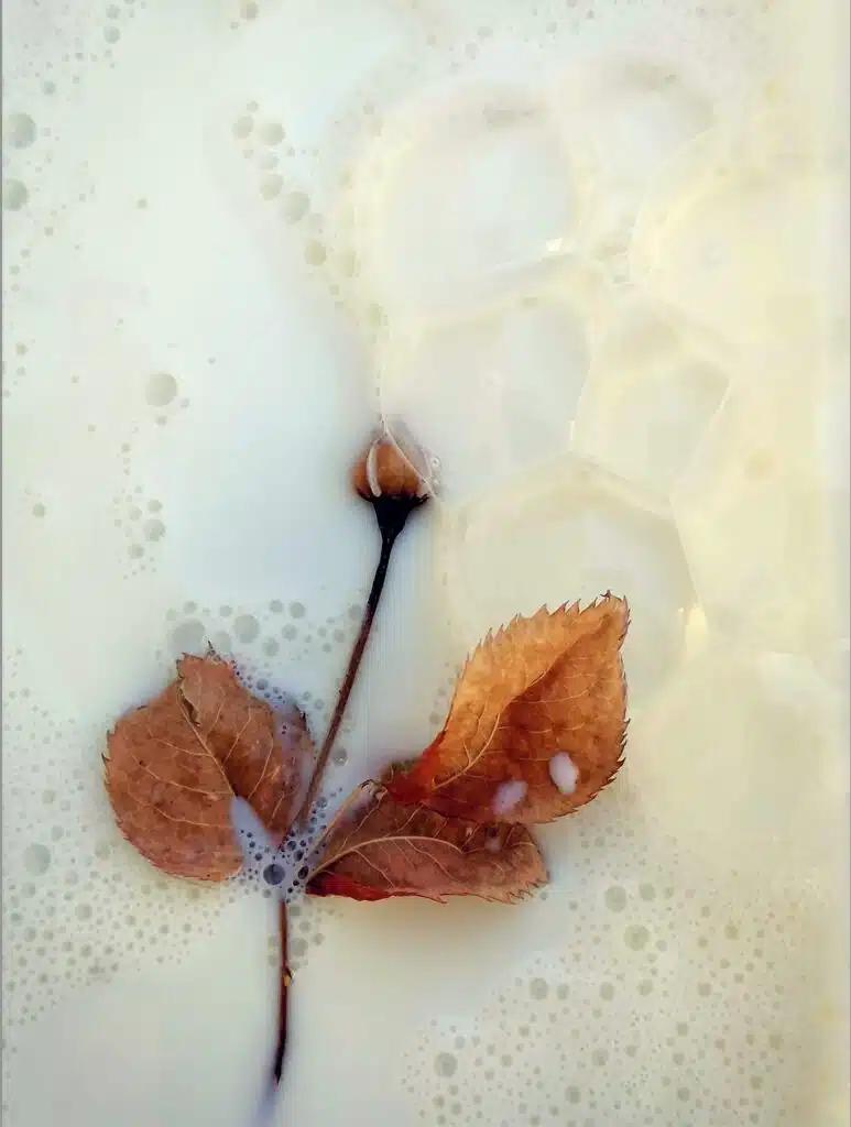 bouton de rose lait porfolio compressé