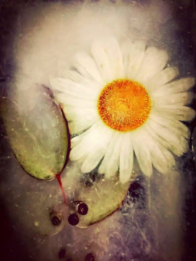 marguerite frozen portfolio compresse