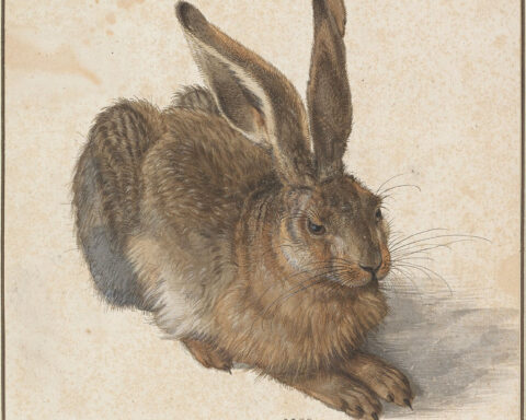 lièvre dürer
