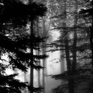 Forêt de Wattwiller dans la brume