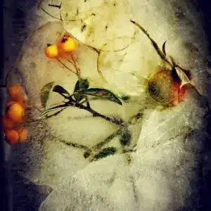 eglantine frozen