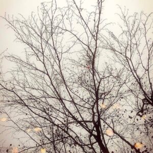 reflet automnal et ses feuilles