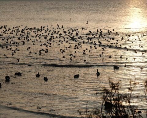 oiseaux