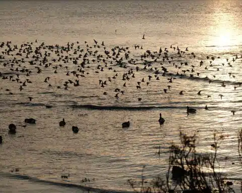 oiseaux